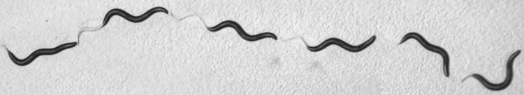 C-elegans
